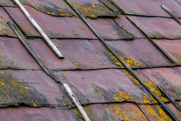 Professional Roof Mold Removal