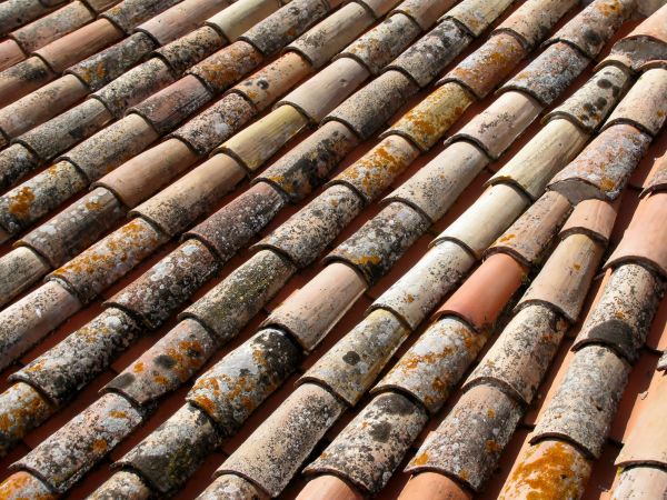 Roof Mildew Control