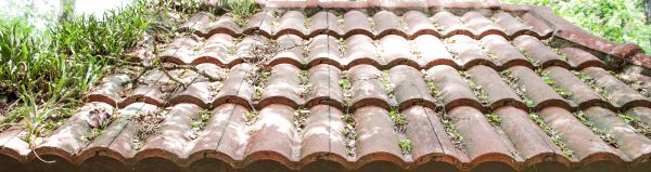 Professional Roof Mildew Cleaning